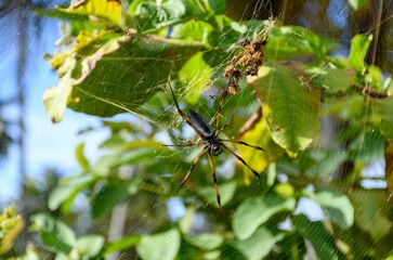 Close-up photo of Golden Orb Weaver spider on web