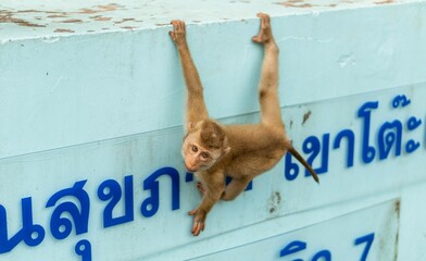 Young monkey climbing on blue structure © Simon Izquierdo/Wirestock Creators