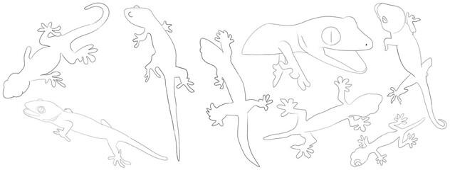 トカゲ　ヤモリ　爬虫類　白　イラスト　セット