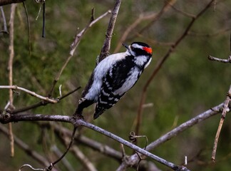 Spotted Woodpecker perched on a tree branch, looking out at its surroundings