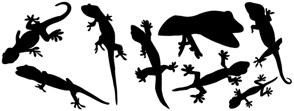 トカゲ　ヤモリ　爬虫類　黒　イラスト　セット