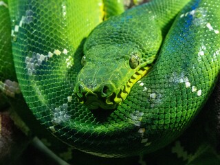 Closeup of an Emerald tree boa under the sunlight in a zoo