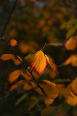 Vertical shot of yellowing leaves on tree branches in a field