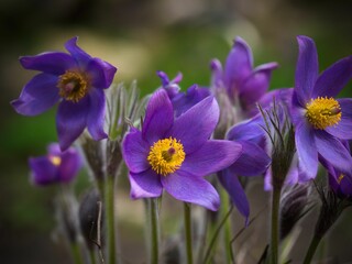 Fototapeta premium Closeup of Eastern Pasqueflowers growing ina. field with a blurry background