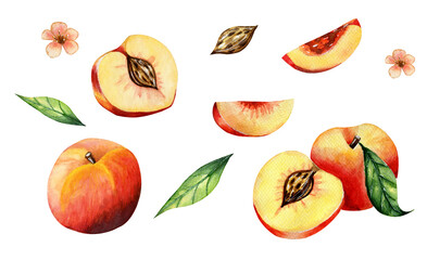 Set of watercolor peaches on white background. Half a peach, leaves and peach pit