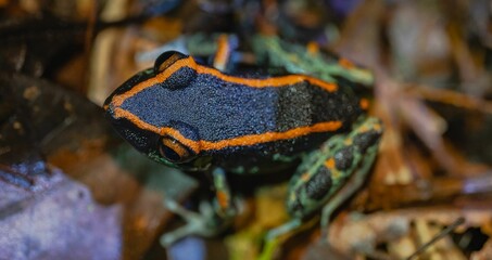 A closeup shot of a Lithodytes frog