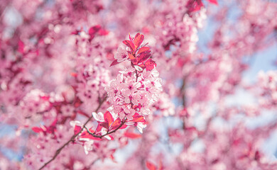 Blooming pink tree against the blue sky. Pink blossom of cherry tree against blue sky in vintage tone