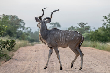 backlight on male Kudu crossing dirt road in shrubland, Kruger park, South Africa