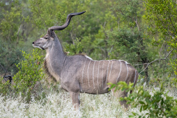 male Kudu in shrubland, Kruger park, South Africa