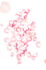 Obraz na płótnie Canvas roses pink flower petals isolated background