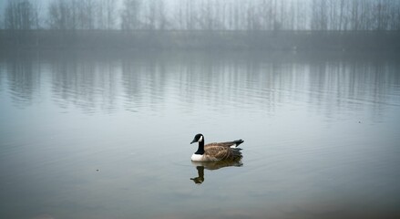 the duck is swimming on the surface of the water near trees