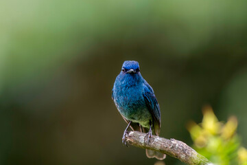 Nilgiri Flycatcher