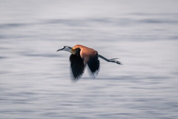Slow pan of African jacana over river