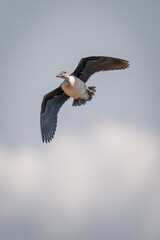 Spur-winged goose flies spreading wings in sunshine