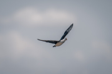 Spur-winged goose flies raising wing in sunshine