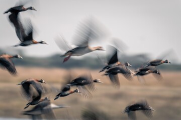 Slow pan of white-faced whistling-ducks taking off