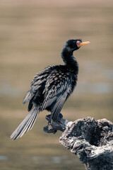 Reed cormorant on stump with river behind
