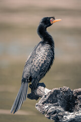 Reed cormorant on dead log watching camera