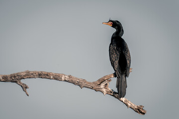Reed cormorant with catchlight on dead branch
