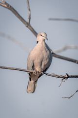 Ring-necked dove on branch staring at camera
