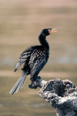 Reed cormorant on dead tree opening beak