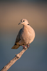Ring-necked dove on dead branch cocking head