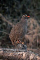 Red-billed spurfowl on dead log in profile