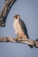 Red-necked falcon turns head on dead tree