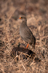 Red-billed spurfowl in profile on elephant dropping