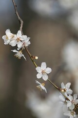 spiraea x cinerea grefsheim