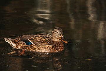Duck close up. Beautiful duck in the water. The bird swims