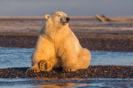 Polar bear (Ursus maritimus) sitting on barrier island, basking in morning light. Near Kaktovik, Arctic National Wildlife Refuge, Alaska, USA. October.