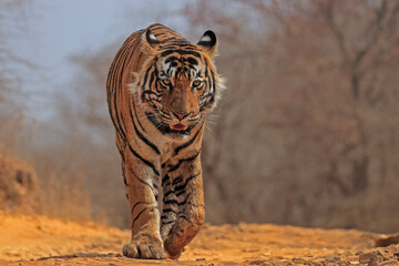 Bengal tiger (Panthera tigris) tigress "Arrowhead" walking. Ranthambhore, India 