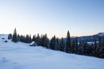 Tranquil winter landscape featuring an array of trees covered in a blanket of snow, Romania