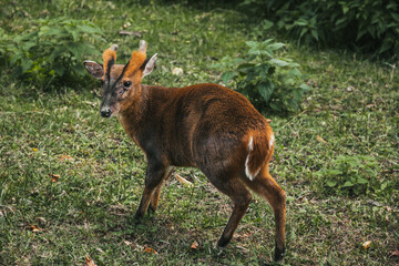 A small deer. Spotted deer. Cervus nippon