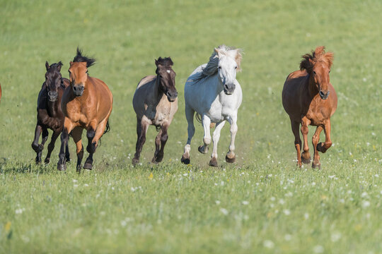Horses running through Bashang Grassland. Near Zhangjiakou, Hebei Province, Inner Mongolia, China. July.