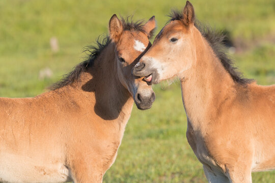 Two foals nuzzling. Bashang Grassland, near Zhangjiakou, Hebei Province, Inner Mongolia, China.