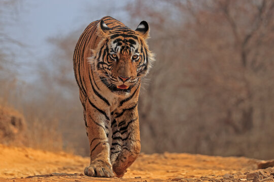 Bengal tiger (Panthera tigris) tigress "Arrowhead" walking. Ranthambhore, India 