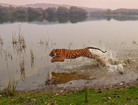 Bengal tiger (Panthera tigris) juvenile age 10 month old cub running through water. Ranthambhore, India. 