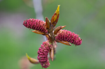 Poplar blossoms in early spring close up. Red inflorescences on tree branch. Male catkins populus nigra on green background. Brown buds blooming and germinate in sunny day. Long flowers of poplar.