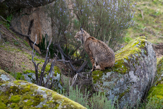 Iberian lynx (Lynx pardinus) sitting, camouflaged against rocks, Parque Natural Sierra de Andujar, Andalucia, Spain. January. 