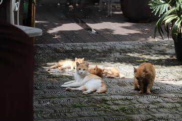 Cats under sunshine