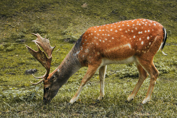 Dappled deer. A sika deer with antlers. Cervus nippon
