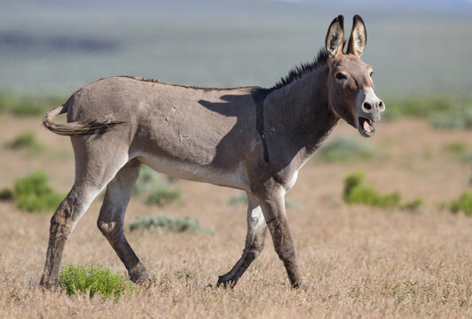 Wild burro / donkey braying. Warm Springs Herd Management Area, Oregon, USA. 