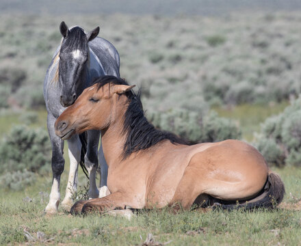 Mustang horse, dun mare and blue roan foal nuzzling. Sand Wash Basin Herd Management Area, Colorado, USA. 