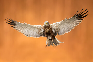 Flying Birds of prey Marsh harrier Circus aeruginosus, hunting time Poland Europe