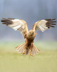 Flying Birds of prey Marsh harrier Circus aeruginosus, hunting time Poland Europe