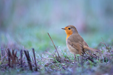 Bird Robin Erithacus rubecula, small bird, spring time in Poland Europe