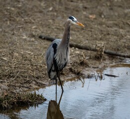 Gray heron bird perched in a tranquil body of water near lush grass