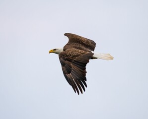 Majestic bald eagle soaring through a bright blue sky, its wings outstretched